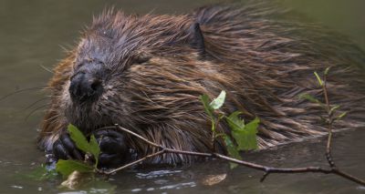Scottish government to give beavers protected status