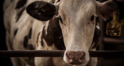 RSPCA and BVA issue call to end non-stun slaughter