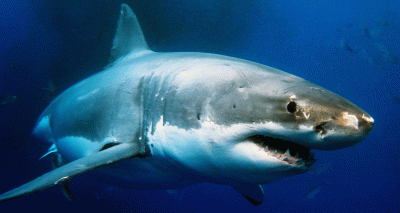 Shark DNA could hold clues to fighting cancer