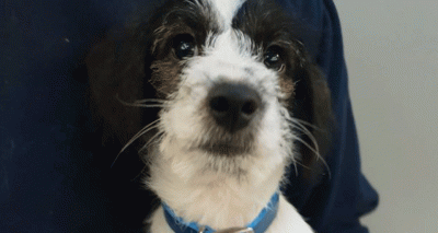 Charity reports rise in online pets coming through its doors