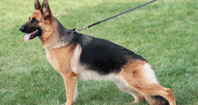 Panel calls for dog breeders to put health over looks