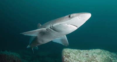 Endangered shark species sold in UK chip shops, study finds