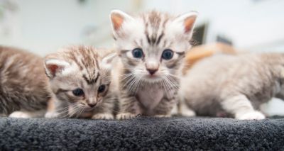 Cats ‘most rescued animal’ by the RSPCA