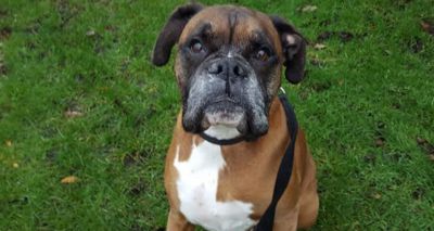Dog walker uses CPR to save boxer’s life