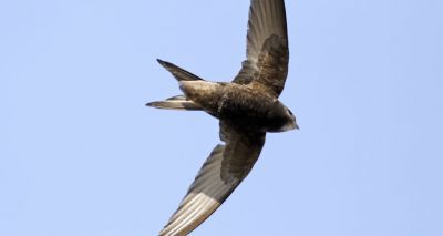 Public urged to provide homes for swifts