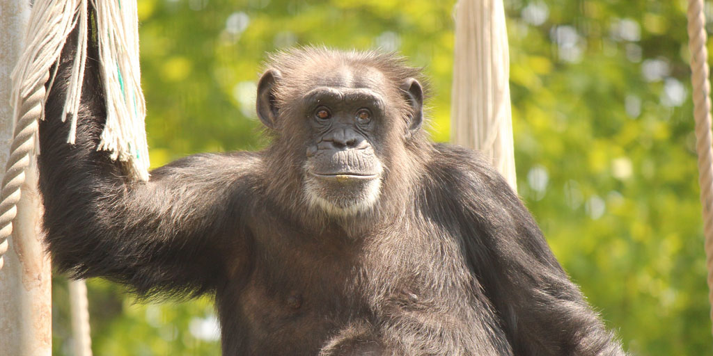 Concerns raised following Belfast Zoo animal escapes