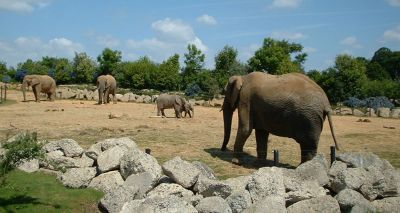 New tool to monitor wellbeing of captive elephants