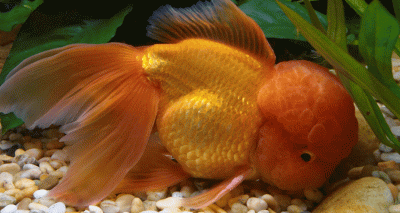 Exotics vet performs intricate surgery on goldfish