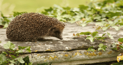 Early spring ‘could spell disaster’ for wildlife