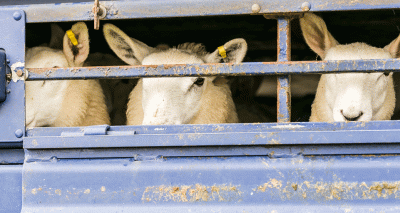 Welsh vets offered training to provide EHCs after Brexit