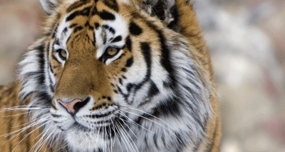 Tiger dies after fight with two others at Longleat