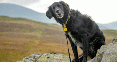 Dog owners unaware of need for collar and ID tag - survey