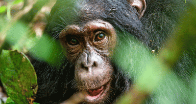 Chimp gestures follow same laws as human language