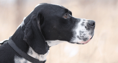 Leishmaniasis confirmed in untravelled UK dog