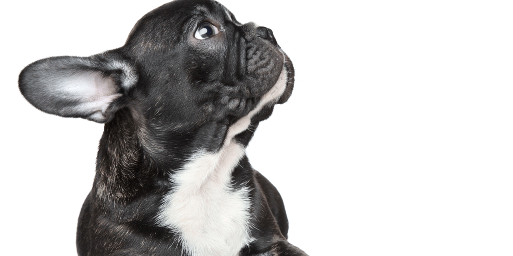 Huge spike in ‘designer’ dogs going into rescue