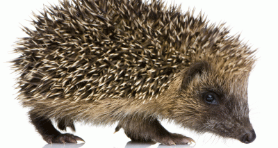 Diphtheria-like infectious agent found in hedgehogs