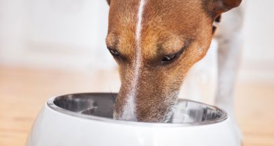 Hill’s expands recall of canned dog food