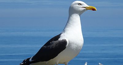 Views sought on new protections for seabirds