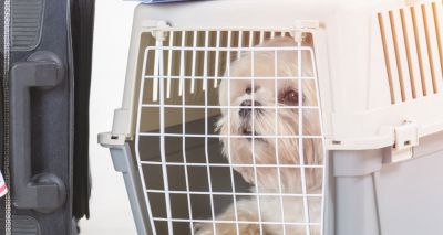 Spike in pet owners seeking travel guidance