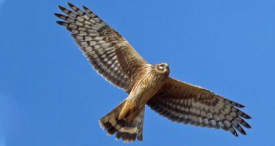 Hen harriers '10 times more likely to die or disappear on grouse moors'