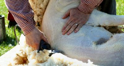 New shearing guidance for farmers and contractors