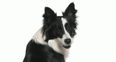 New DNA tests to help prevent blindness in border collies