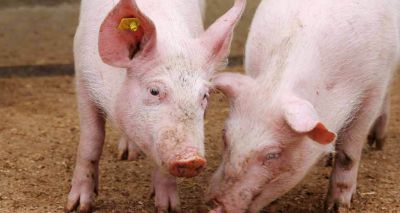 ‘Worrying escalation’ of swine dysentery cases, NPA says