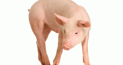 Update on new pig tail docking rules