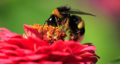 Widespread decline in pollinators across Britain, study finds