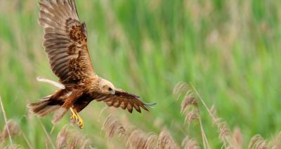 Fire breaks out at RSPB nature reserve