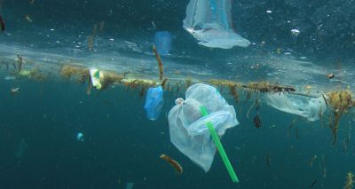 Dead whale consumed 40kg plastic waste