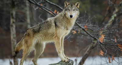 Wolves and dogs ‘collaborate equally well with humans’