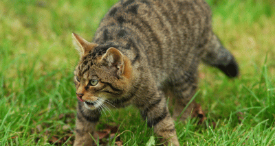 Wildcat population ‘no longer viable’ in Scotland