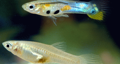 Bright colours in male fish ‘down to gene behaviour’