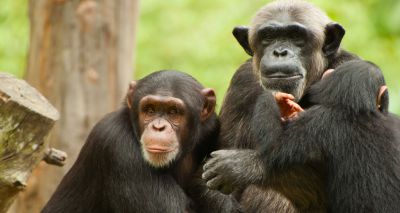 Chimpanzee population threatened by Chinese dam