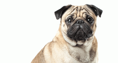 Pug seized and sold on eBay by officials in German town