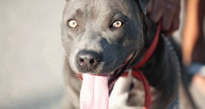 Rehoming banned breeds to be discussed