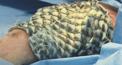 Pioneering fish skin graft saves dog with infected wound