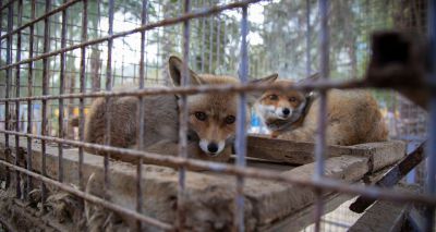 FOUR PAWS to rescue Gaza zoo animals