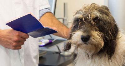 BSAVA updates OVs on pet travel after Brexit