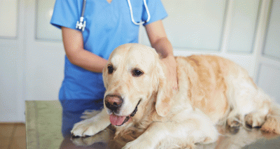 New advice follows growing concern over leishmaniosis