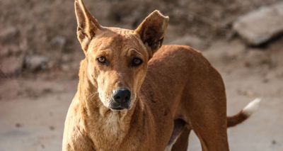 Oral vaccines could help curb rabies spread - study