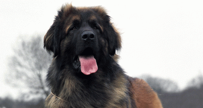 Two new DNA tests for Leonbergers