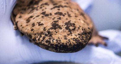 London Zoo welcomes Chinese giant salamanders