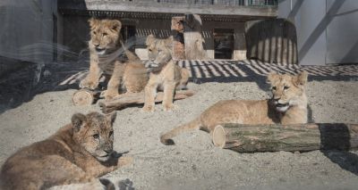 Born Free embarks on biggest lion relocation in history