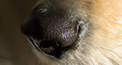 Dogs can detect imminent epileptic seizures - study