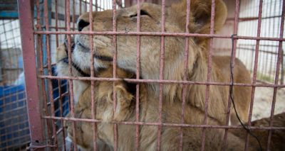 Gaza zoo rescue mission postponed