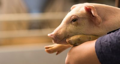 New insights into antibiotic resistance in pigs
