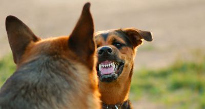 “Undesirable behaviour” in dogs linked to early death
