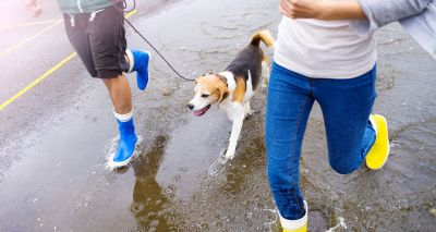 Dog owners ‘more likely to meet exercise guidelines’